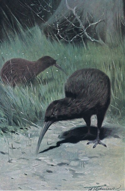 Kivi, Wildlife of the World