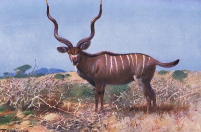 Kudu, Wildlife of the World