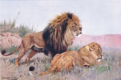 Aslan ve Dişi Aslan, Wildlife of the World
