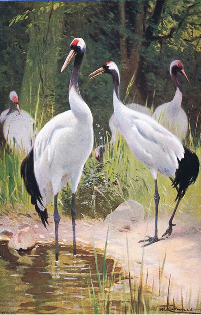 Frederick Warne & Co tarafından yayınlanan Wildlife of the World