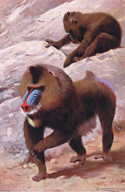 Mandrill, Wildlife of the World