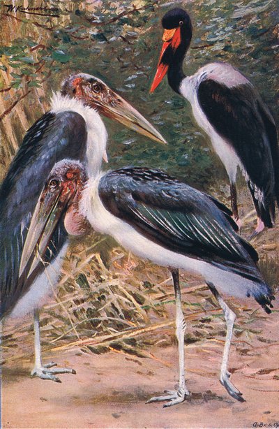 Marabou ve Jabiru, Wildlife of the World