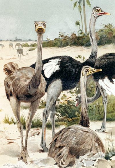 Devekuşu, plaka "Brehms Tierleben: Allgemeine Kunde des Tierreichs", cilt 6, s.691, Bibliographisches Institut tarafından yayınlandı by Wilhelm Kuhnert