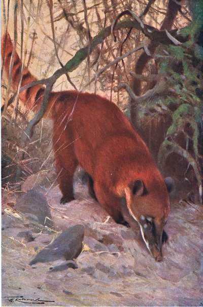 Red Coati, Wildlife of the World