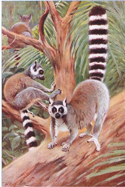 Ring Tailed Lemur, Wildlife of the World