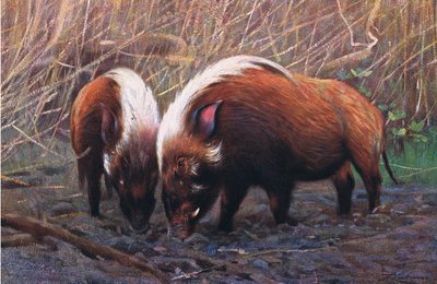 River Hog, Wildlife of the World
