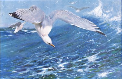 Silver Gull, Wildlife of the World