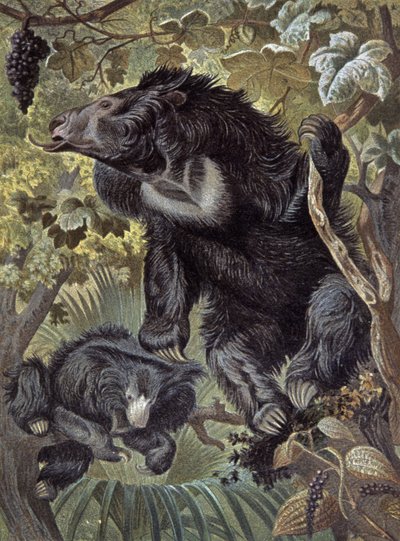 Tembel ayı by Wilhelm Kuhnert
