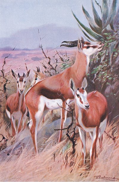 Springbok, Wildlife of the World