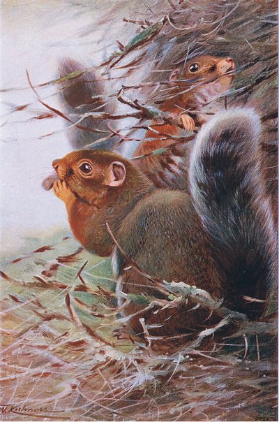 St Paul Sincap, Wildlife of the World