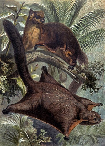 Taguanlar, uçan sincap by Wilhelm Kuhnert