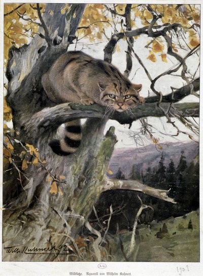 Vahşi Kedi - Suluboya, Wilhem Ruhnert by Wilhelm Kuhnert