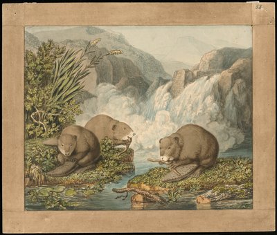 Baraj İnşa Eden Üç Kunduz by Wilhelm Tischbein