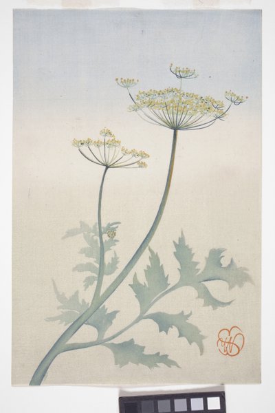 Queen Anne's Lace, c.1908 (renkli tahta baskı) by Wilhelmina Seegmiller