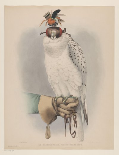 Beyaz Grönland Şahini Le groënlandais, faucon blanc mué (nesne üzerindeki başlık) by Willem Bastiaan van Wouw (possibly)