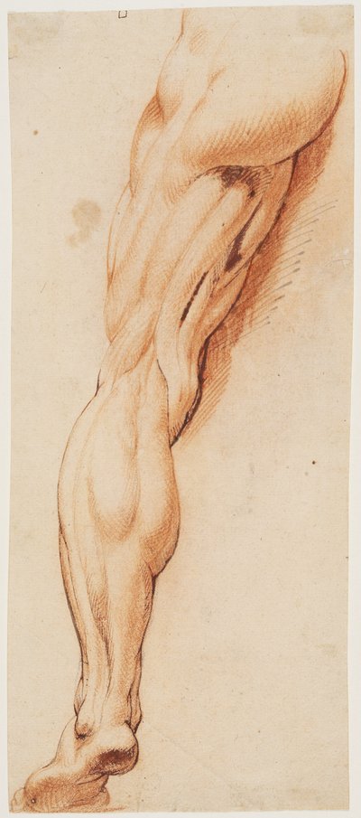 Anatomik Çalışma (écorché). Arkadan görülen bir adamın derisi yüzülen sol bacağı by Willem Panneels