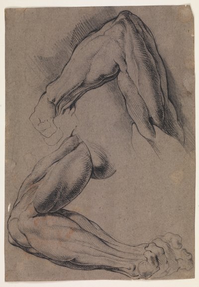 Anatomik Çalışma (écorché). Bir adamın derisi yüzülmüş sol koluyla ilgili iki çalışma by Willem Panneels