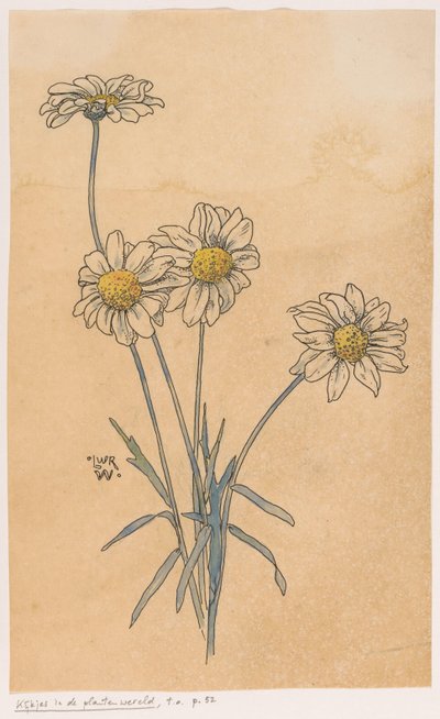 beyaz papatyalar by Ludwig Willem Reymert Wenckebach