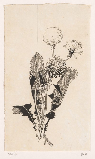 Karahindiba by Willem Wenckebach