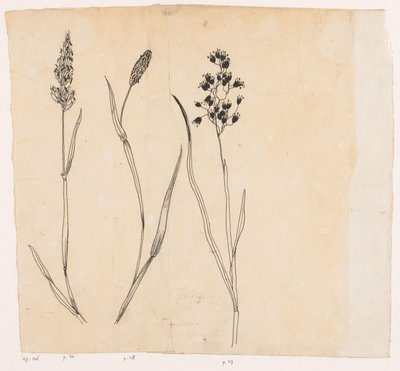 Kokulu çimen, timothy otu ve bal otu by Willem Wenckebach