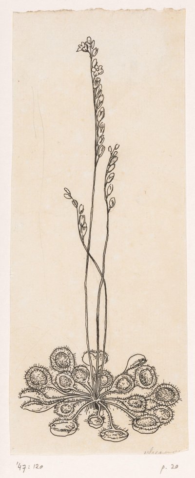 sinekkapan by Willem Wenckebach