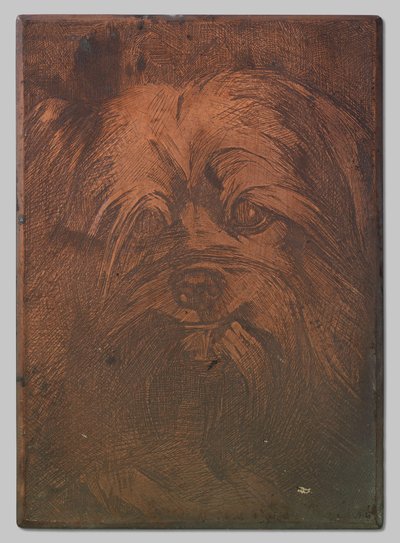 Köpek Phoebus by Willem Arnoldus Witsen