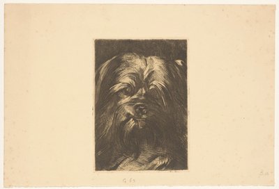 Köpek Phoebus by Willem Arnoldus Witsen
