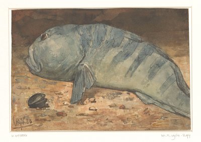 Balığın yandan görünüşü by Willem Arnoldus Witsen