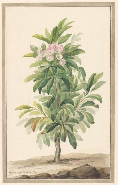 Manzarada Smalbladige lepelboom (Kalmia Angustifolia) by Willem van Leen (attributed to)