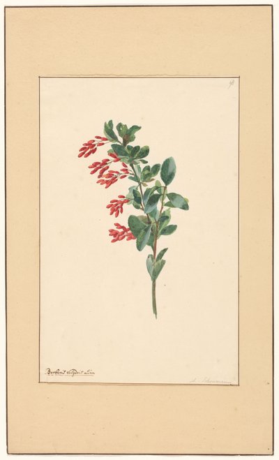 Bir kızamık dalı by Willem van Leen (attributed to)
