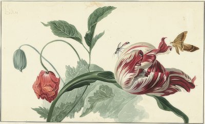 Lale ve haşhaş by Willem van Leen