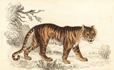 Bengal kaplanı, Panthera tigris tigris., 1834 (gravür) by William Alexander Forbes