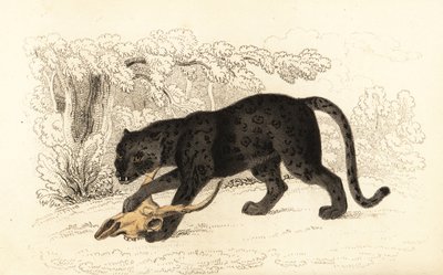 Siyah jaguar, Fanthera pardus., 1834 (gravür) by William Alexander Forbes