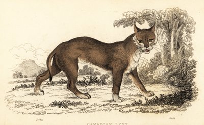 Kanada vaşağı, Lynx canadensis., 1834 (gravür) by William Alexander Forbes