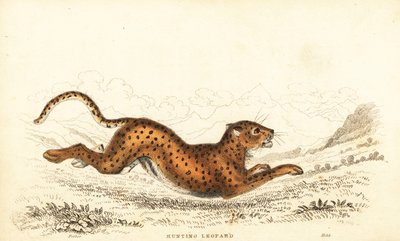 Çita, Acinonyx jubatus., 1834 (gravür) by William Alexander Forbes