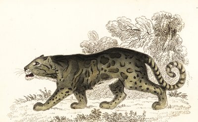 Bulutlu leopar, Neofelis nebulosa., 1834 (gravür) by William Alexander Forbes