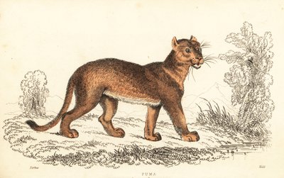 Puma, Puma concolor.,1834 (gravür) by William Alexander Forbes