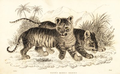 Hibrit aslan ve kaplan yavruları. ,1834 (gravür) by William Alexander Forbes