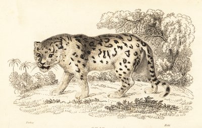 Jaguar, Panther Onke., 1834 (gravür) by William Alexander Forbes