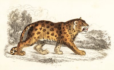 Jaguar, Panthera onca., 1834 (gravür) by William Alexander Forbes