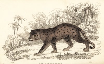 Dikkat, Puma onurdur., ౧౮౩౪ (Gravür) by William Alexander Forbes