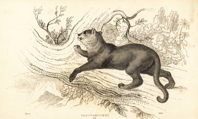 Dikkat, Puma onurdur., ౧౮౩౪ (Gravür) by William Alexander Forbes