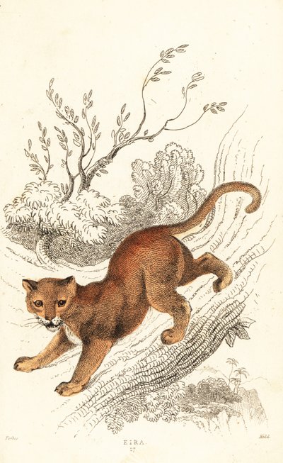 Dikkat, Puma onurdur., ౧౮౩౪ (Gravür) by William Alexander Forbes