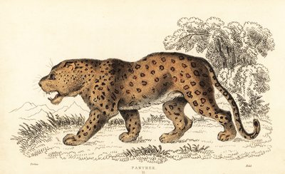 Leopar, Panthera pardus, savunmasız., 1834 (gravür) by William Alexander Forbes