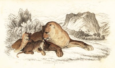 Dişi aslan ve yavrular, Panthera leo., 1834 (gravür) by William Alexander Forbes