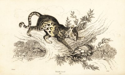 Margay, Leopardus wiedii., 1834 (gravür) by William Alexander Forbes