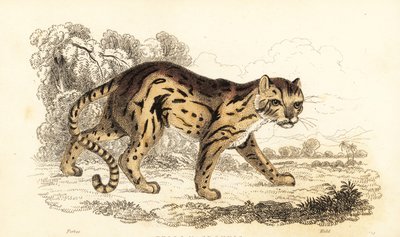 Margay, Leopard öğrendi. ,1834 (gravür) by William Alexander Forbes