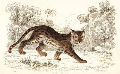 Margay, Leopard wiedii birleştirildi. ,1834 (gravür) by William Alexander Forbes