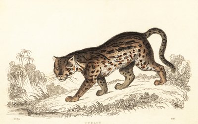 Ocelot, Leopardus pardalis., 1834 (gravür) by William Alexander Forbes