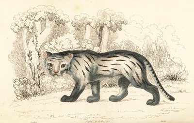 Pampa kedisi veya pantanal, Leopardus colocola. ,1834 (gravür) by William Alexander Forbes